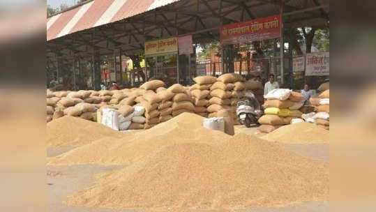 सोयाबीन कापसाच्या दरात चढ उतार सुरु, शेतकऱ्यांकडून दरवाढीची प्रतीक्षा, तुरीमुळं दिलासा