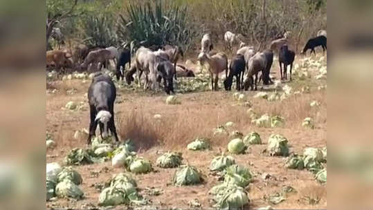 घाम गाळून पिकवलेला कोबी, फ्लॉवर झाला जनावरांचा चारा; दर कोसळल्याने शेतात घुसवल्या शेळ्या, मेंढ्या