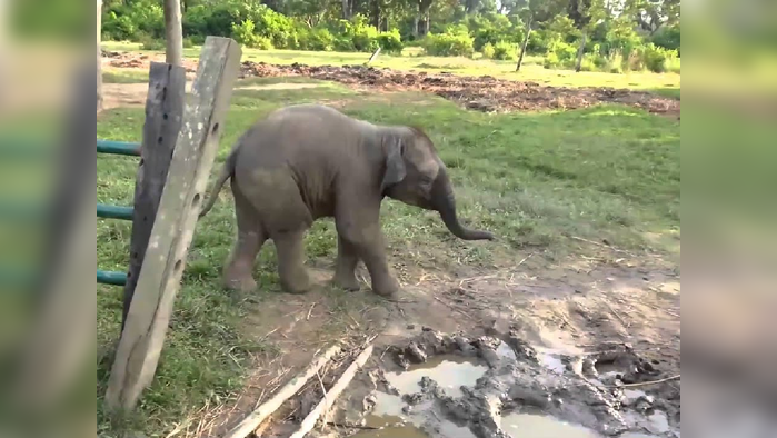 छोट्याशा बकरीला पाहून हत्तीची उडाली दाणादाण, Video पाहताच हसून हसून पोटात दुखेल