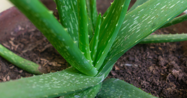 Homemade Aloe Vera Sunscreen: सनबर्न से बचाव के लिए एलोवेरा से ऐसे बनाएं नेचुरल सनस्क्रीन