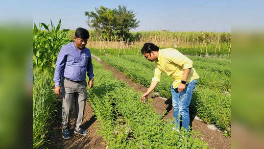 होमिओपॅथिक शेतीचा भन्नाट प्रयोग, ऊस ते कांदा, हरभरा पिकासह पालेभाज्यांची शेती यशस्वी, कीड नियंत्रणातही यश