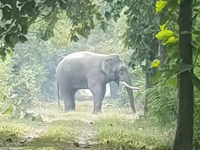 Haridwar News: हरिद्वार में भटक कर जंगल पहुंची महिला, हाथी ने मार डाला
