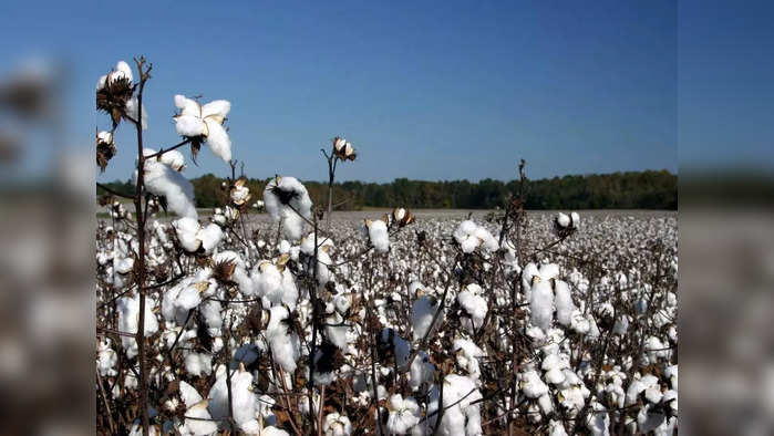 Cotton Production: ফাইল ফটো