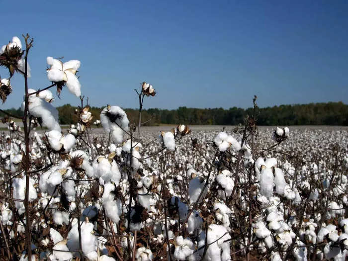 Cotton Production: ফাইল ফটো