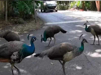 Peacock Death News : क्यों मर रहे मोर? गोपालगंज में हफ्ते भर में 6 राष्ट्रीय पक्षी के मिले शव