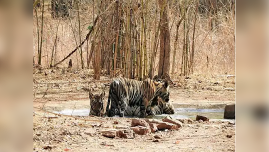 Nagpur : कोठडीतून पळणारा शिकारी जाळ्यात; वनधिकाऱ्यांवरही केला हल्ला