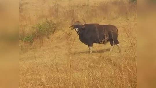 डोंबिवली जवळील खोणी गावाजवळ भल्यामोठ्या गव्याचे झाले दर्शन; शेतकऱ्यांच्या उडाली घाबरगुंडी