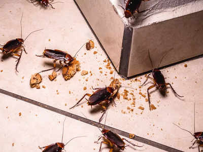 how to get rid of cockroaches: ఈ టిప్స్‌ ఫాలో ఐతే.. బొద్దింకలు ఇంటి నుంచి పారిపోతాయ్‌..!