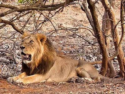 गुजरात: 143 साल बाद पहली बार बारदा सेंचुरी में दाखिल हुआ एशियाई शेर, वन विभाग ने बताया अच्छा संकेत 