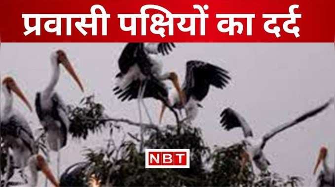 Muzaffarpur Video : प्रवासी पक्षियों को नहीं रास आ रही बिहार की आबोहवा, विदेशी मेहमानों का आना हुआ कम 