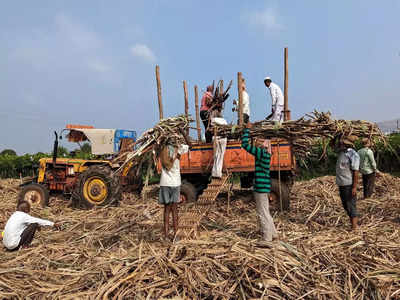 Haryana Farmers News: गन्ने का रेट बढ़ा सकती है खट्टर सरकार, हरियाणा के किसानों के लिए गुड न्यूज 