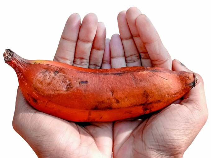 red banana benefits : செவ்வாழை ஒரு பழம் சாப்பிட்டா போதும்... உடம்புல இத்தனை நல்ல விஷயம் நடக்கும்... red banana benefits : செவ்வாழை ஒரு பழம் சாப்பிட்டா போதும்... உடம்புல இத்தனை நல்ல விஷயம் நடக்கும்...