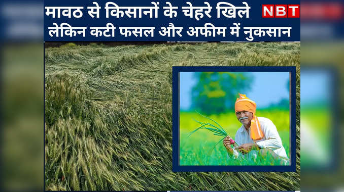 Rajasthan में ओले और बारिश का कहर, देखें मावठ से किसानों पर क्या होगा प्रभाव