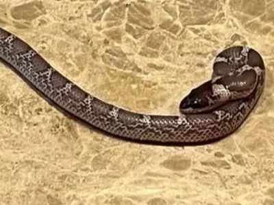 Snake Bite: ಆಸ್ಟ್ರೇಲಿಯಾದಲ್ಲಿ ಹೆಂಡತಿ ಕಣ್ಣೆದುರಲ್ಲೇ ಹಾವು ಕಚ್ಚಿ ಸಾವನ್ನಪ್ಪಿದ ಗಂಡ!