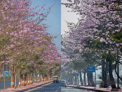 झाडांना मोहोर, फुलांचा बहर...मुंबईत गुलाबी फुलांची चादर, महामार्गाला पिंक सिटीचं रुप