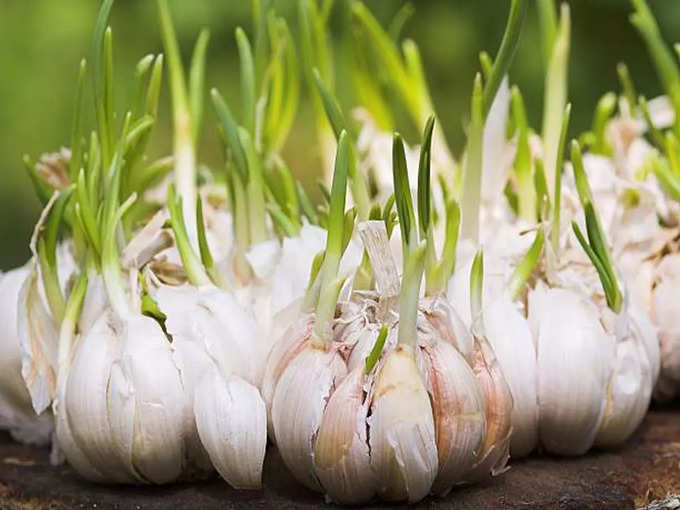 Green Garlic and Onions