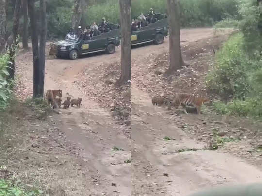MP: शावकों को साथ Jungle में घूमने निकली Tigress, अद्भुत पल को देखकर रोमांचित हुए Tourists