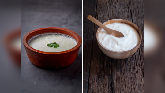 Curd आणि Yogurt मधील फरक तुम्हालाही कळत नाही? मग जरूर जाणून घ्या