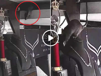 केरल: डायमंड नेकलेस चुराते हुए CCTV में कैद हुआ चूहा, IPS ने पूछा- किसके लिए ले गया होगा?