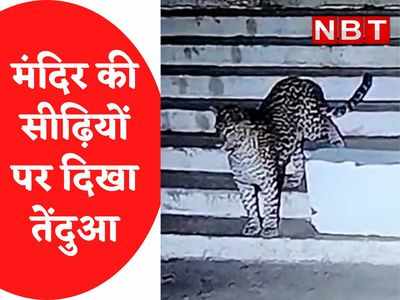 Bamleshwari Temple में फिर दिखा Leopard, शिकार की तलाश में सीढ़ियों पर आया नजर