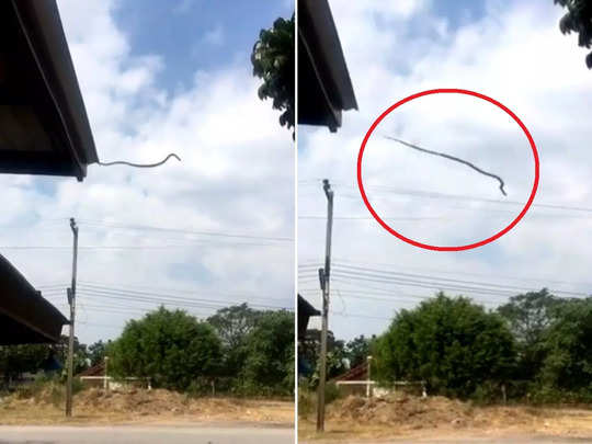 Viral Video: पहले फन फैलाकर खड़ा हुआ सांप, फिर छत से लगा दी जोरदार छलांग, IAS का ट्वीट वायरल
