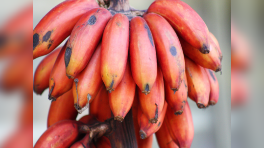 डायबिटिस कंट्रोलमध्ये ठेवण्यासाठी फक्त एक केळच पुरेसंय, जाणून घ्या लाल केळ्याचे फायदे