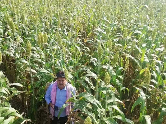 बुंदेलखंड में खेती-किसानी की दशा बदल देगी श्रीअन्न स्कीम, वापस आएंगे मोटे अनाजों वाले दिन 