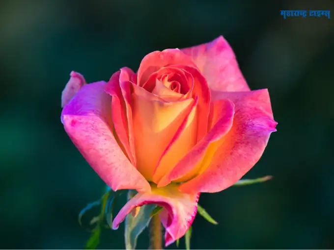 हॅपी रोझ डे