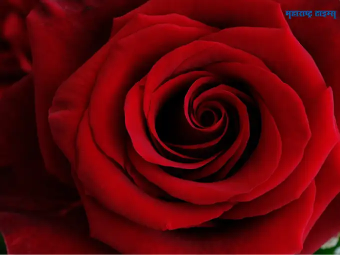 happy-rose-day