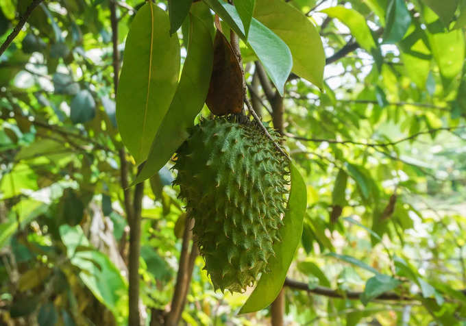 అనేక సమస్యలకి ఔషధంలా..