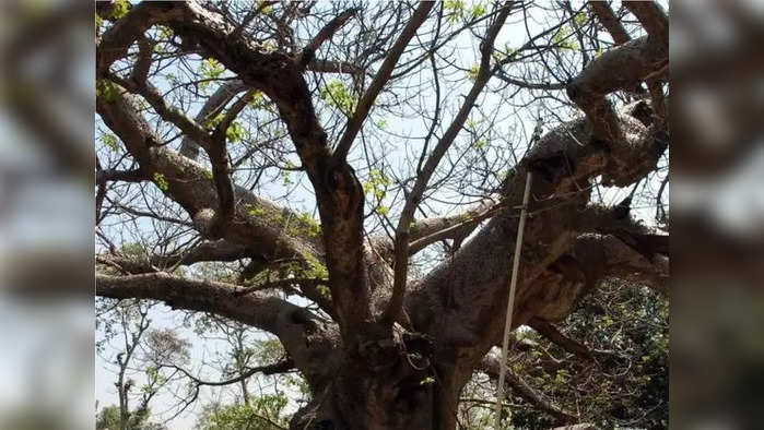 जळगावात ५५ वर्षीय व्यक्तीचा झाडाला गळफास