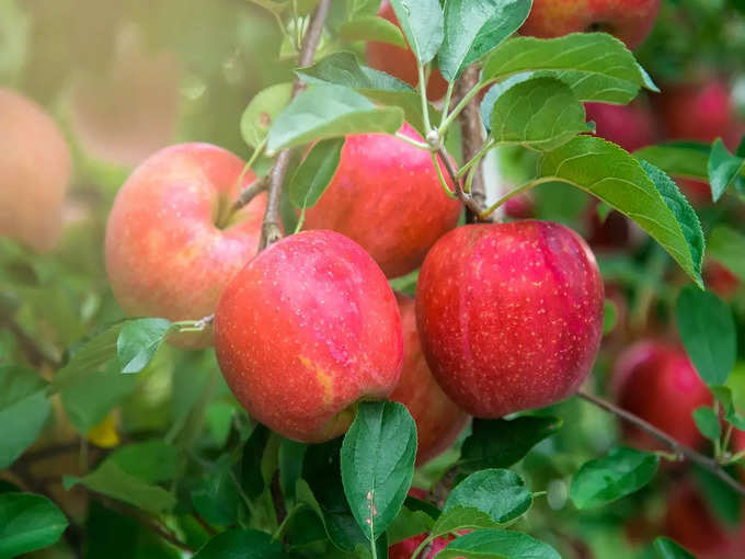 دواء لخفض الكوليسترول - التفاح