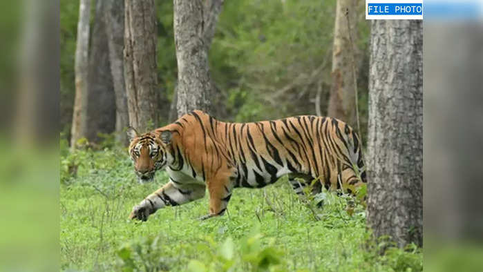 वाघिणीचा शॉक लागून मृत्यू, शेतकऱ्याने मृतदेह लपवला; पण अशी उघड झाली घटना 