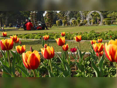 अमृत उद्यान नहीं, दिल्ली की सड़कों पर खिले हैं ये ट्यूलिप के फूल