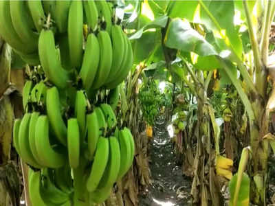 सुवर्णनगरीत केळीला सोन्याचा भाव, जळगावात केळीच्या दरामध्ये विक्रमी वाढ, अखेर शेतकऱ्यांच्या संघर्षाला यश
