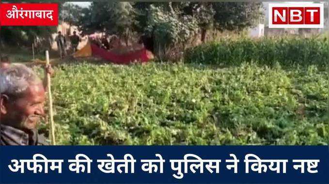 Aurangabad News : नक्सलियों की इकोनॉमी पर तगड़ा प्रहार, 10 एकड़ में लगी अफीम की फसल नष्ट, Watch Video 