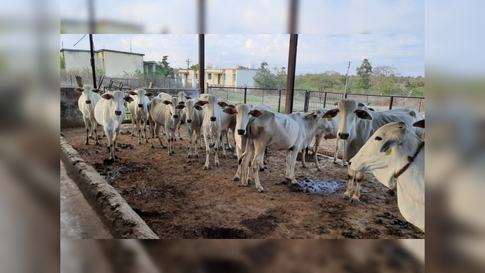 बिंग फुटले! मुंबईत गोठ्यात बेकायदा डांबून ठेवल्या होत्या गाई; मात्र कारवाईत घडलं भलतंच...