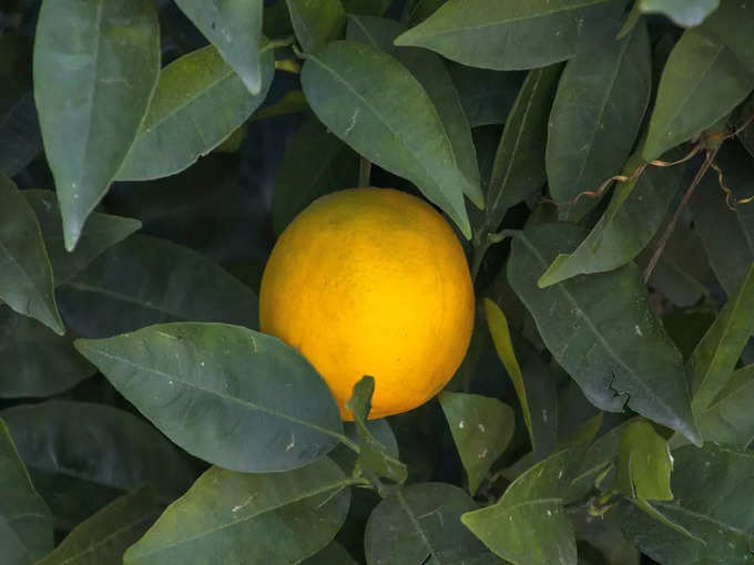 big lemon is the cure for stone