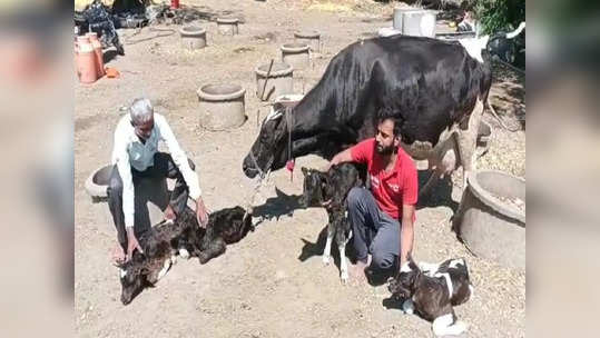 एकाच वेळी चार वासरांना जन्म, निसर्गाचा चमत्कार, सोलापुरातील गायीची एकच चर्चा