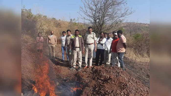 सांगलीत सहा गव्यांचा मृत्यू 