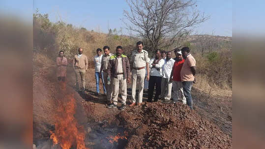 सांगलीत एका पाठोपाठ सहा गव्यांचे मृतदेह आढळले,मृत्यूचं गूढ कायम,वनविभागाकडून मोठं पाऊल