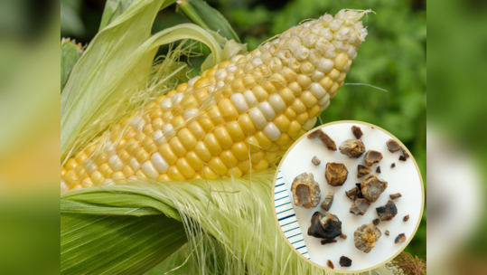 मुतखड्याला मका आणि लिंबूचा चहा एका झटक्यात बाहेर फेकेल, Corn Silk ला टाकण्यापूर्वी जाणून घ्या ५ फायदे