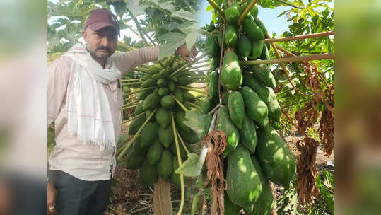 अखेर पपईनं शेतकऱ्यांना तारलं, १० वर्षातील विक्रमी दर; व्यापारी खरेदीसाठी थेट शेतीच्या बांधावर