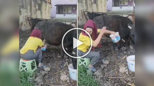 ऐटीत काढत होती दूध, पण तेवढ्यात गाय भडकली, मग पुढे तरुणीचं काय झालं तुम्हीच पाहा