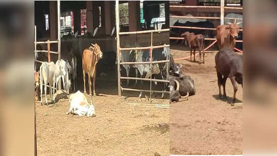 कणेरी मठातील गायींच्या मृत्यू प्रकरणी नवी अपडेट, आमची बदनामी का करता म्हणत ज्येष्ठ पत्रकारांना धमकीचा फोन