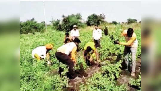 शंभर किलो वांगी, हाती आले फक्त ६६ रुपये; नैराश्य आलेल्या शेतकऱ्याने...