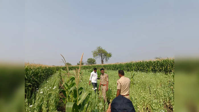 शेतात मका जोमानं उभा, पण आत भलताच उद्योग चाललेला; पोलिसांना टिप मिळाली, छापा टाकला अन्...