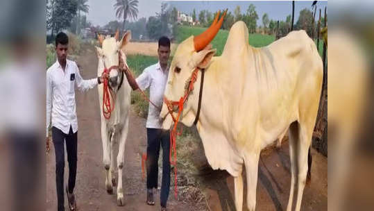 'लक्ष्या बैलावर विक्रमी बोली, लक्झरी कारपेक्षा भारी', बैल खरेदी करणारा शेतकरी म्हणतो...