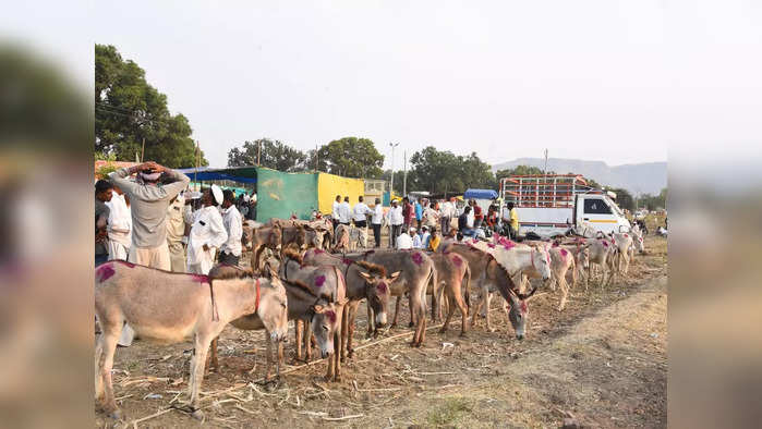 मढीचा गाढवांचा बाजार