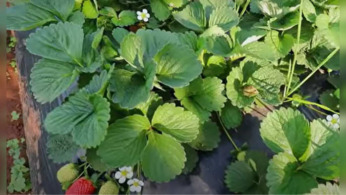 strawberry farming